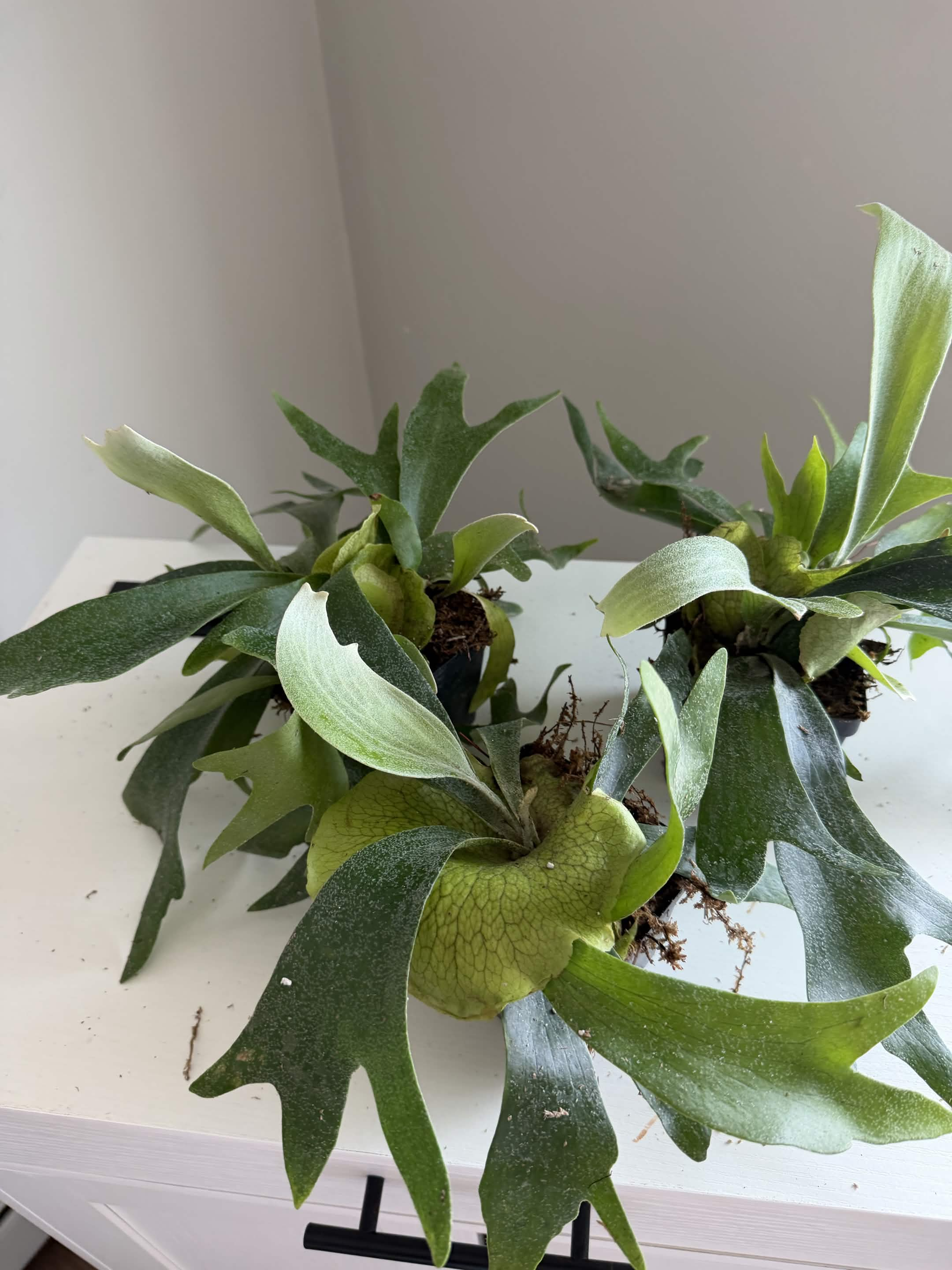 Green Plant 01