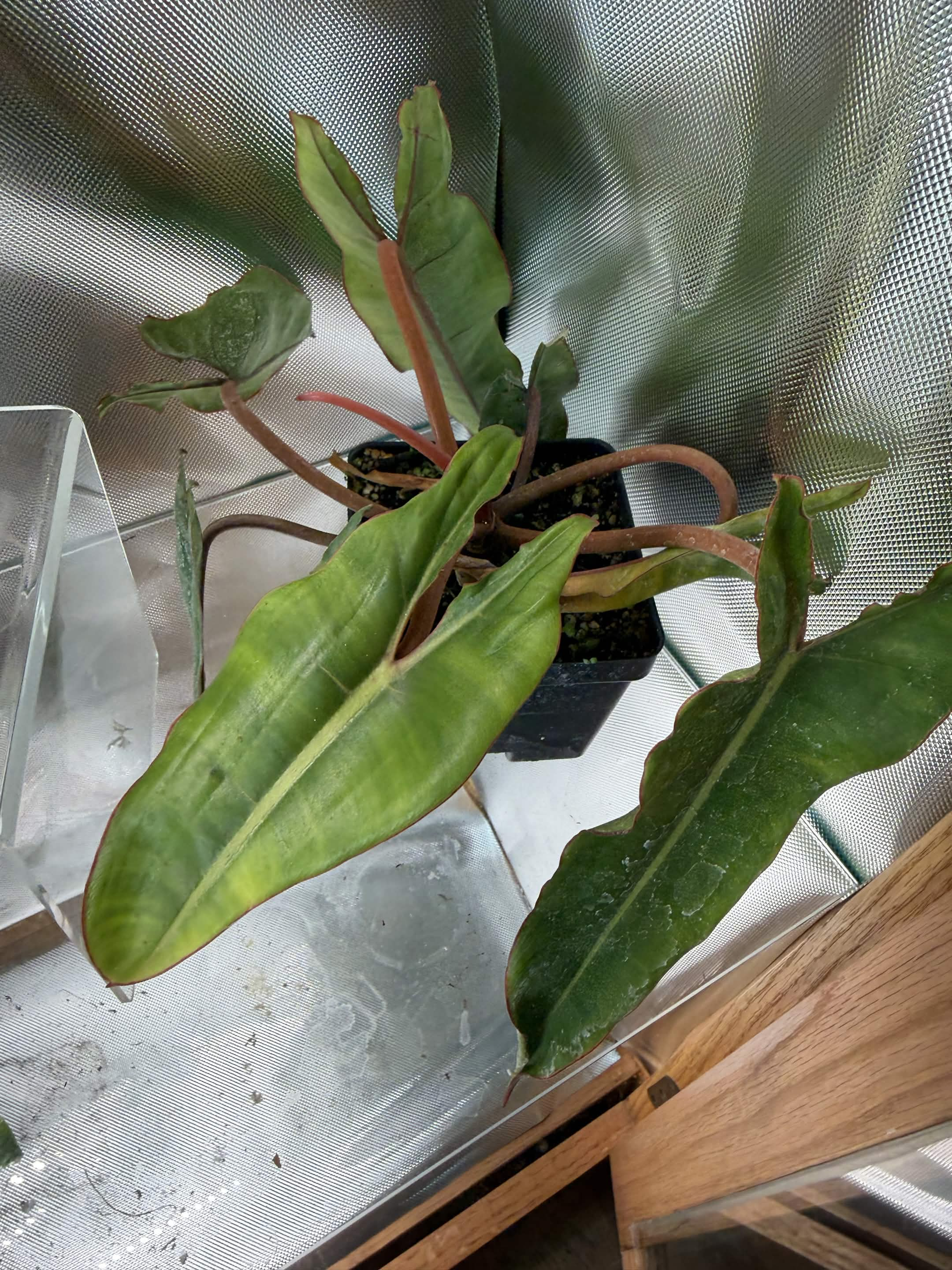 Green Plant 10