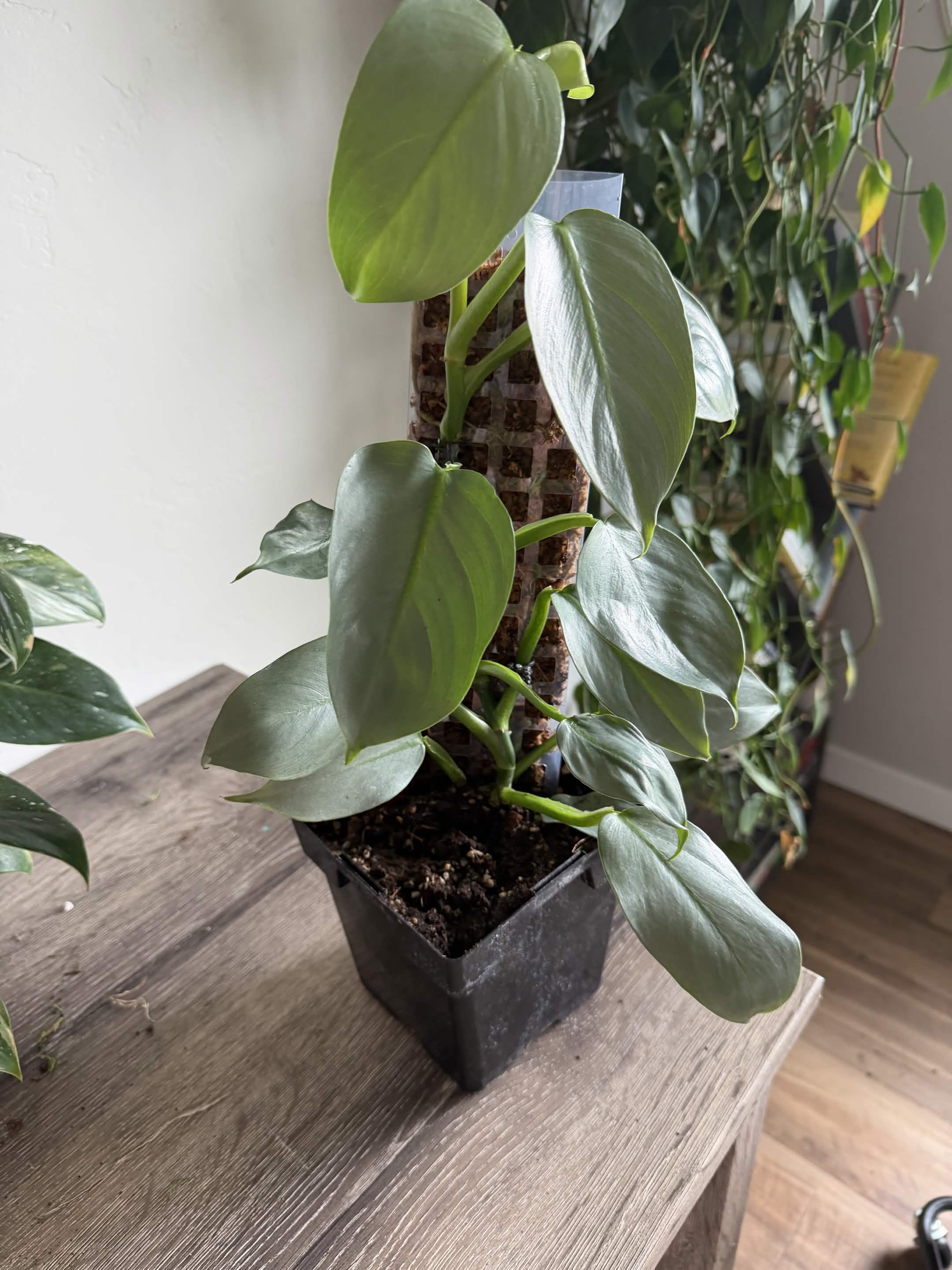 Green Plant 11