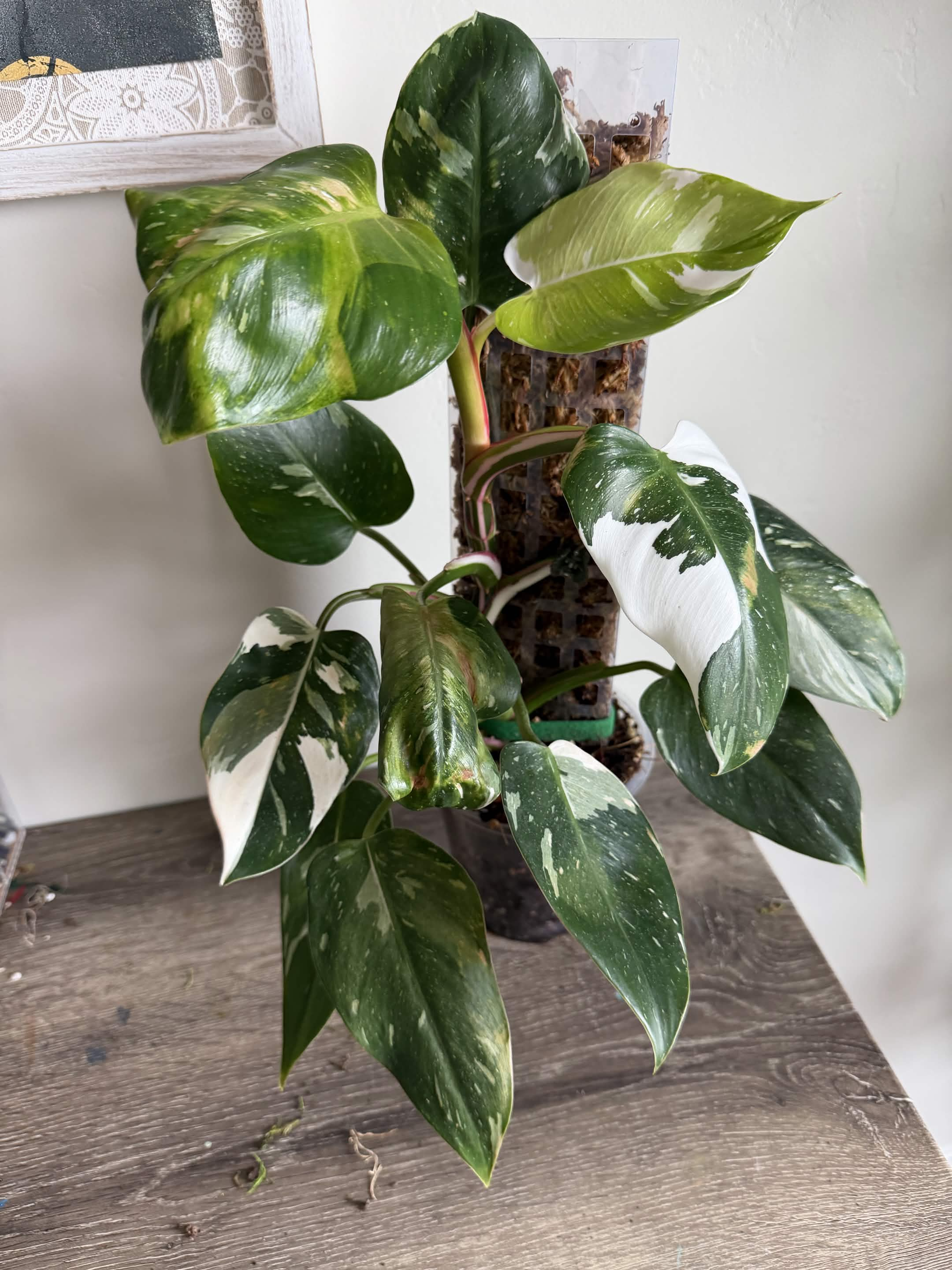 Green Plant 12