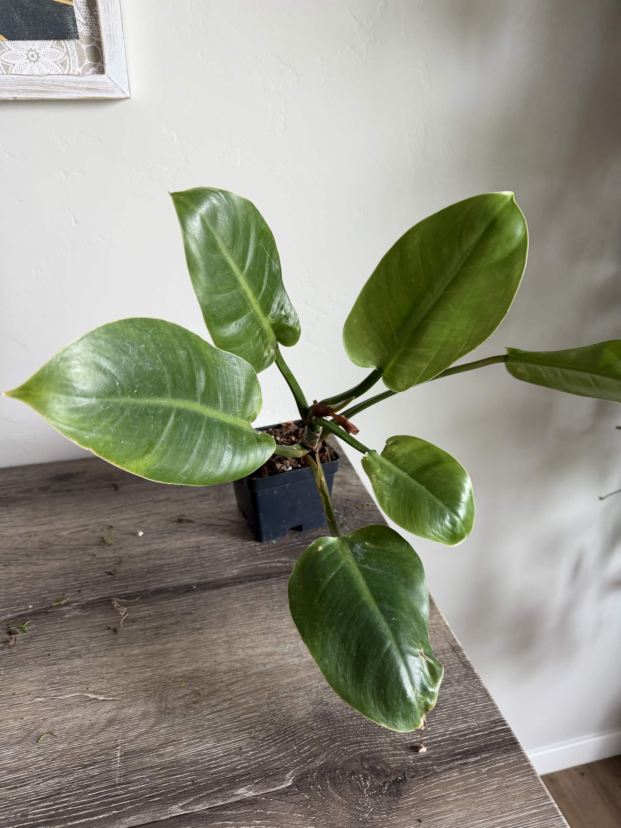 Green Plant 13