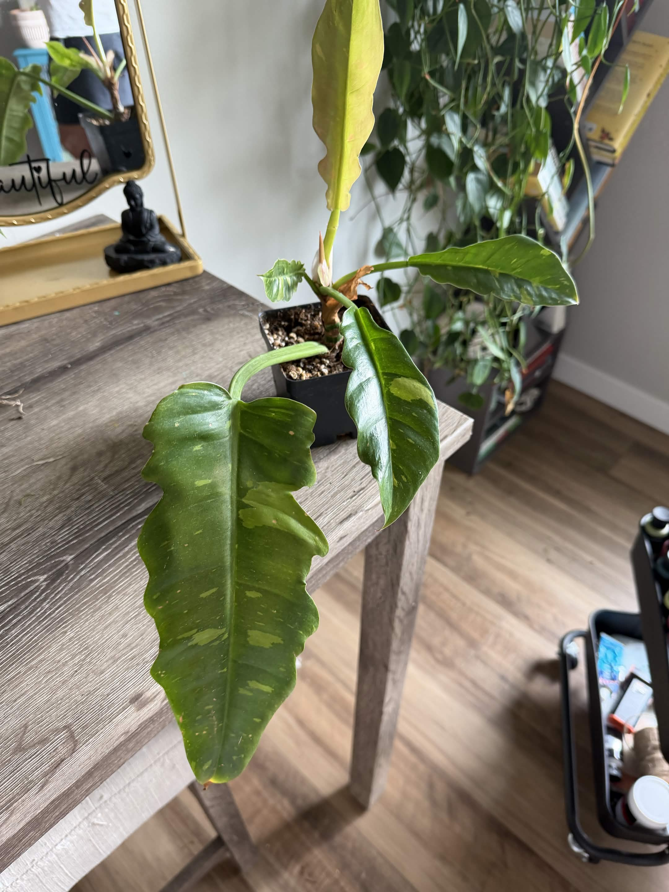 Green Plant 14