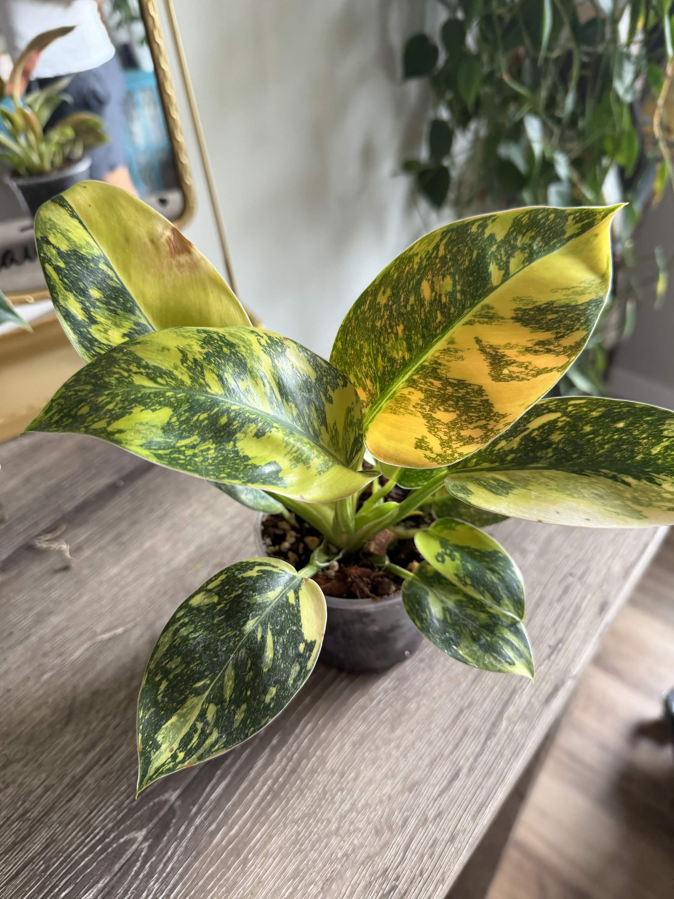Green Plant 15