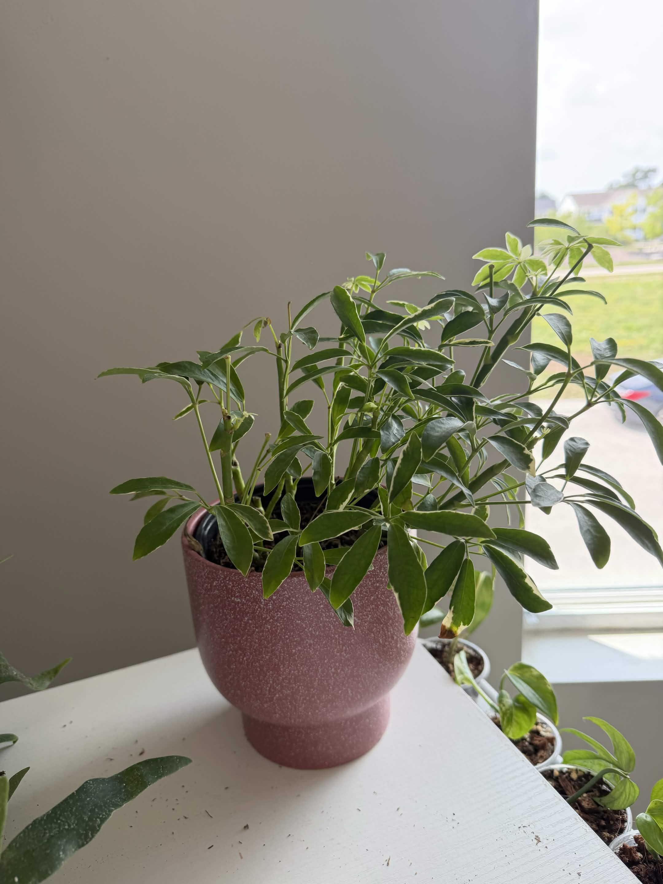 Green Plant 16