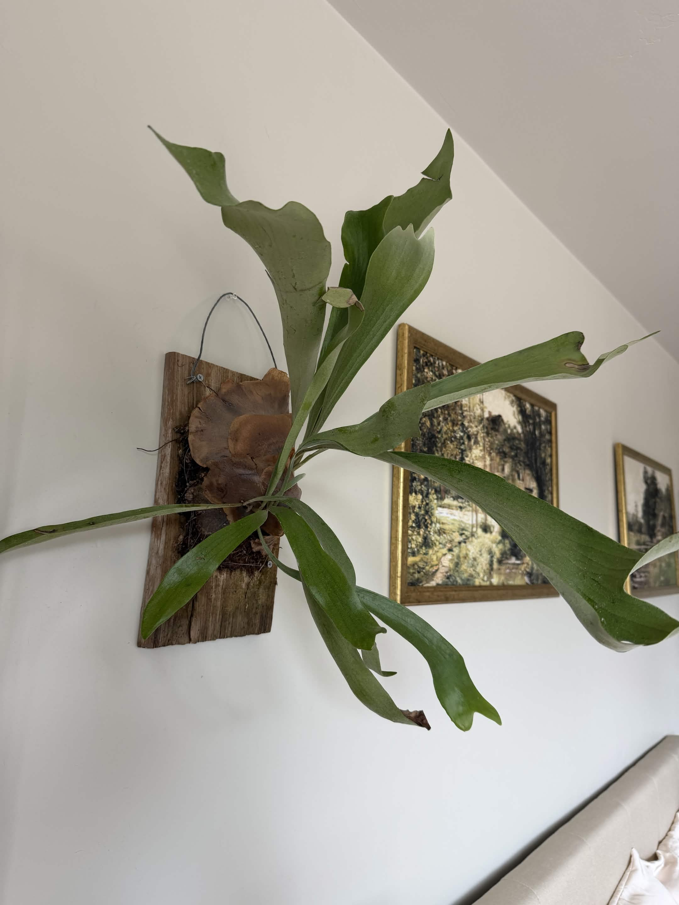 Green Plant 17
