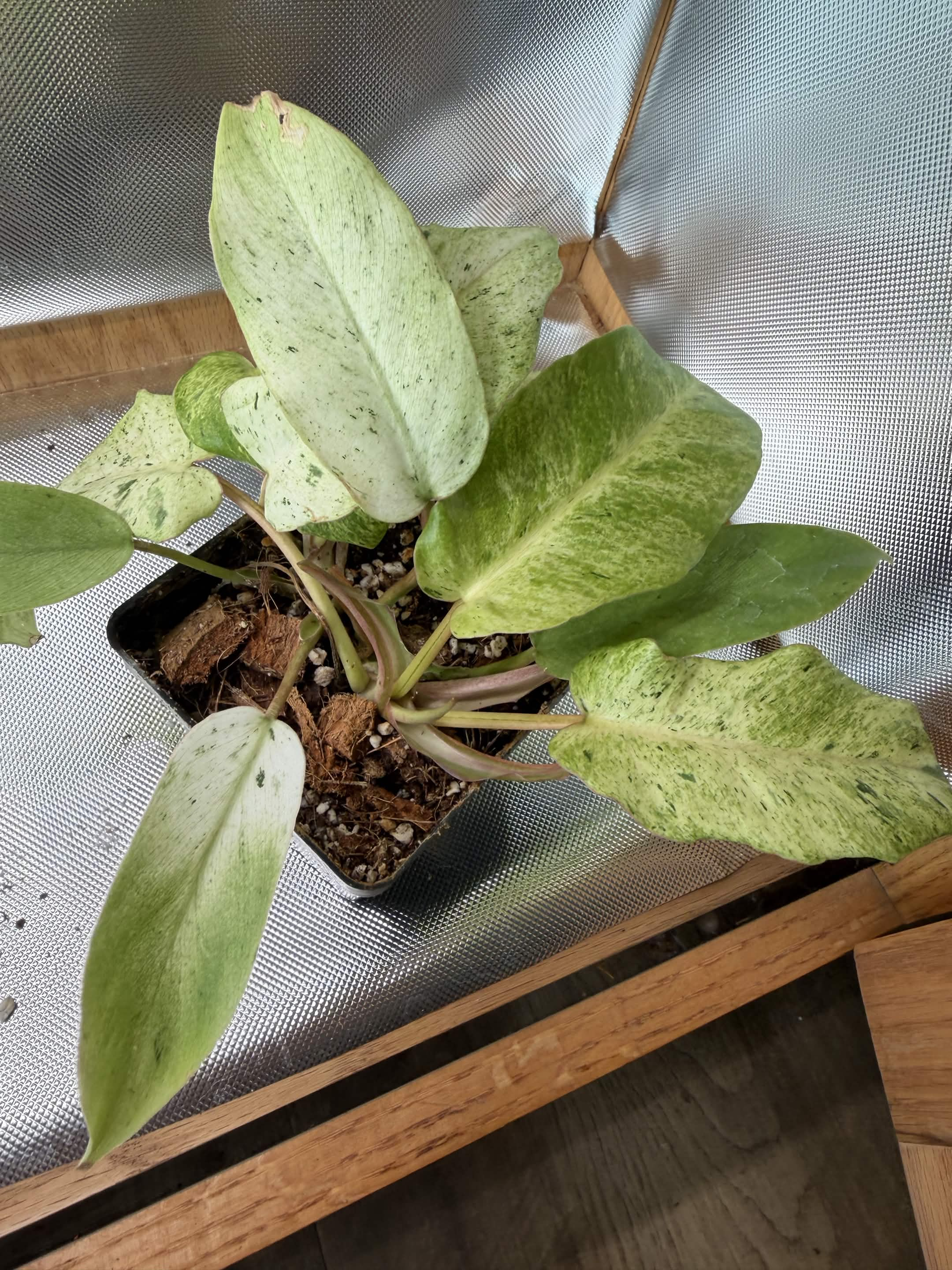 Green Plant 02