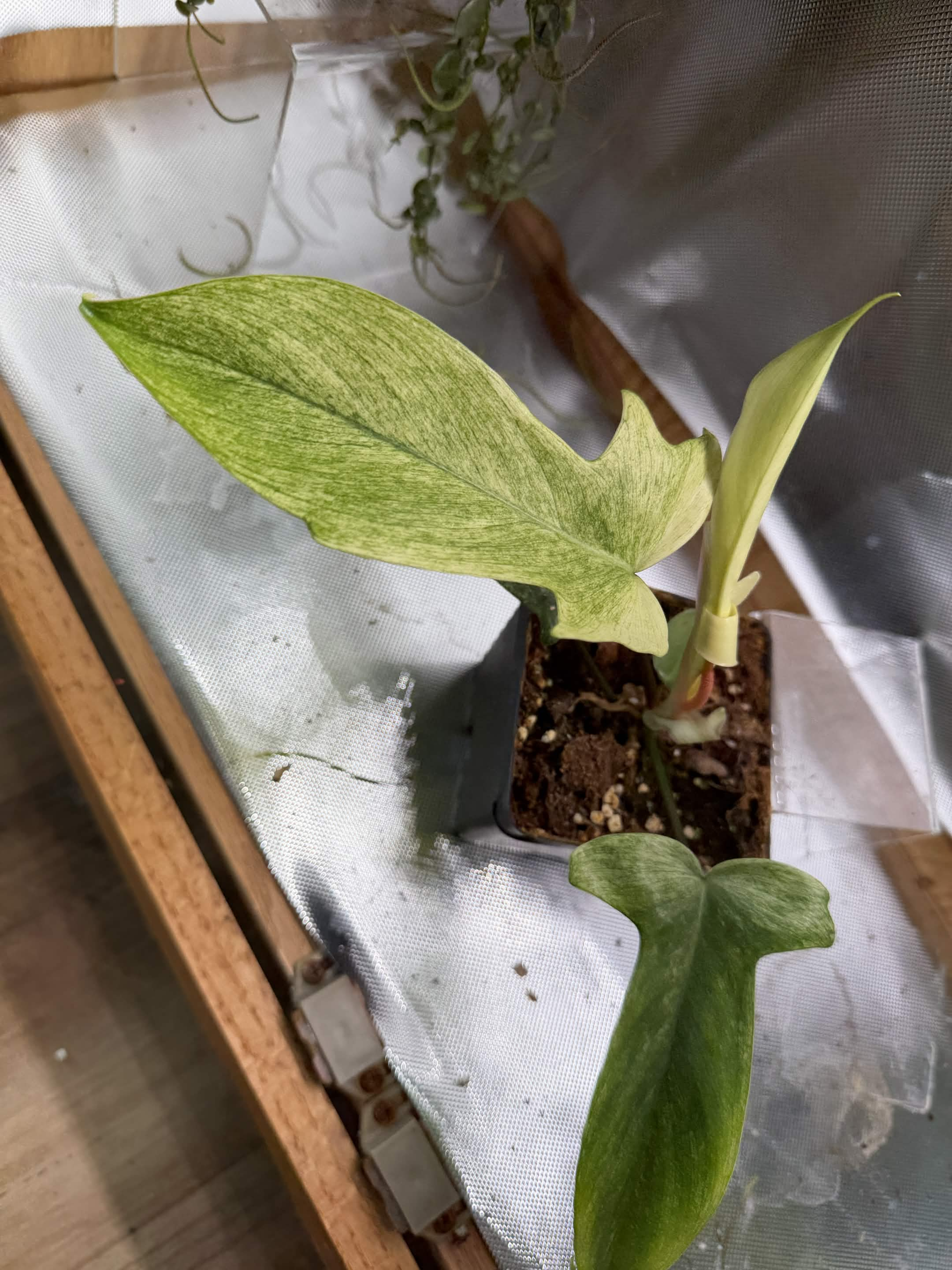 Green Plant 03
