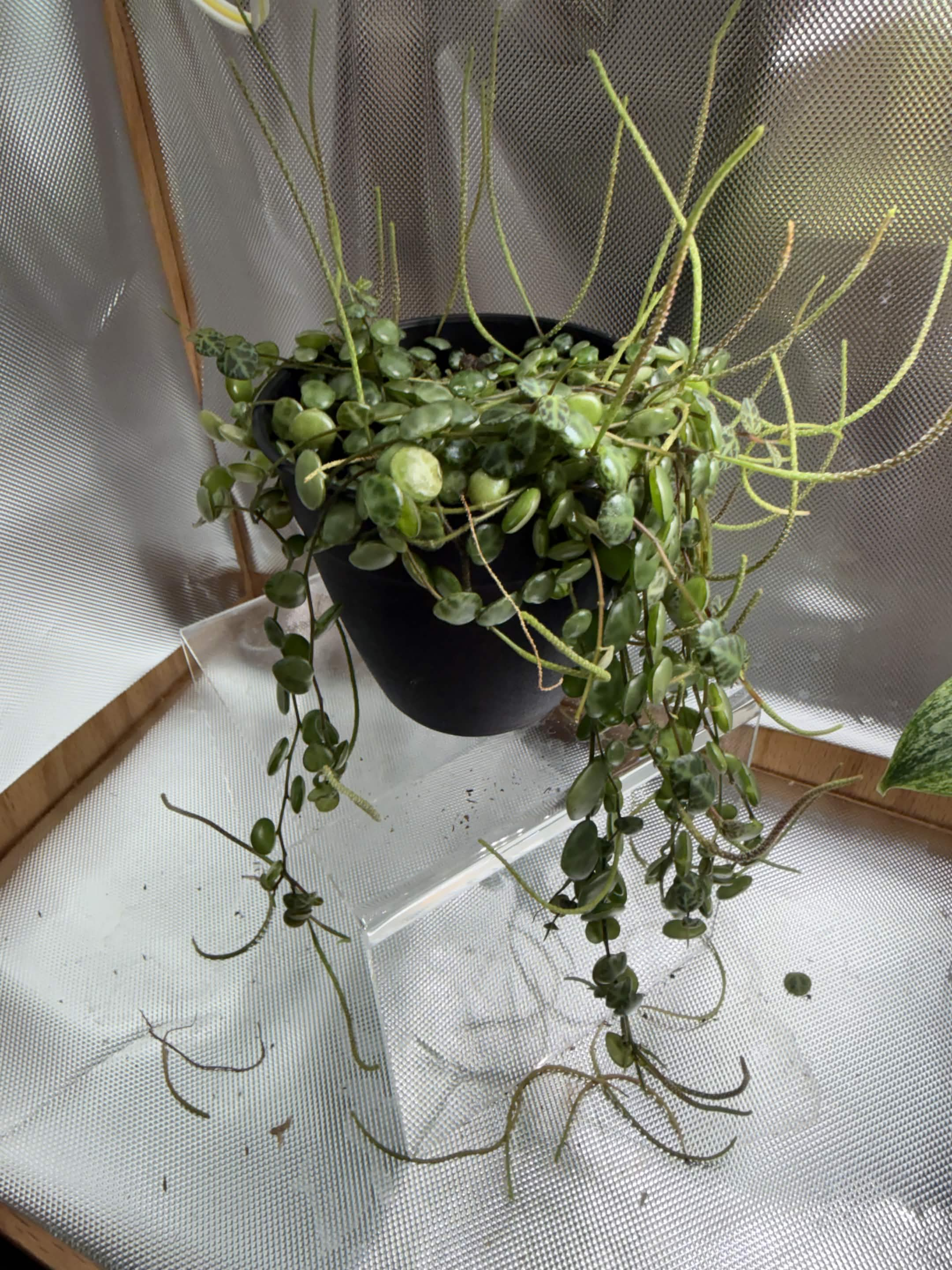 Green Plant 04