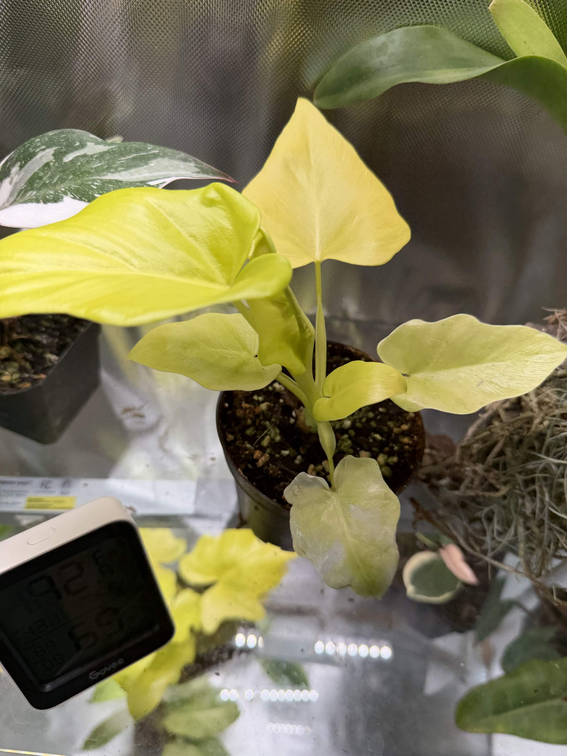 Green Plant 05