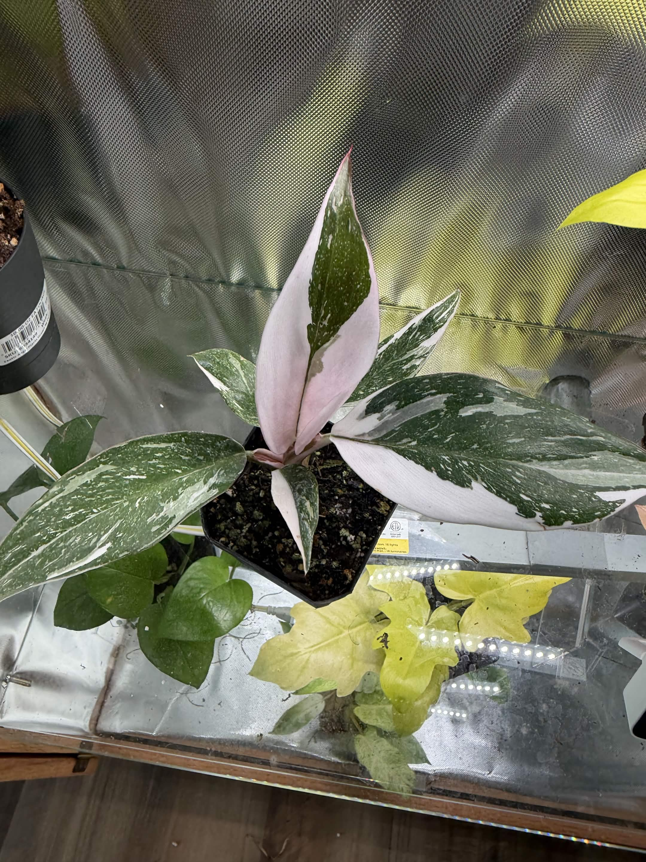 Green Plant 06