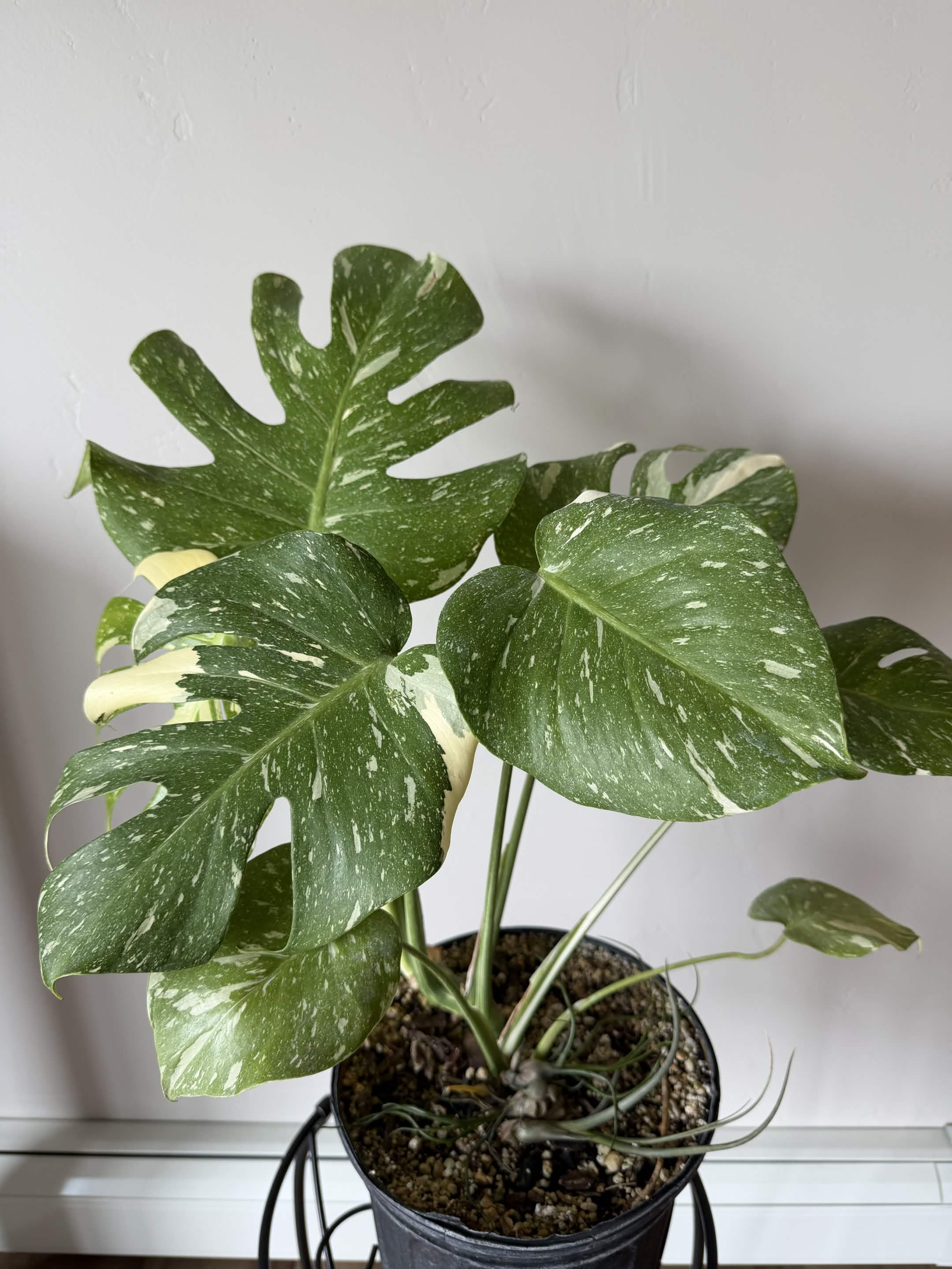 Green Plant 08