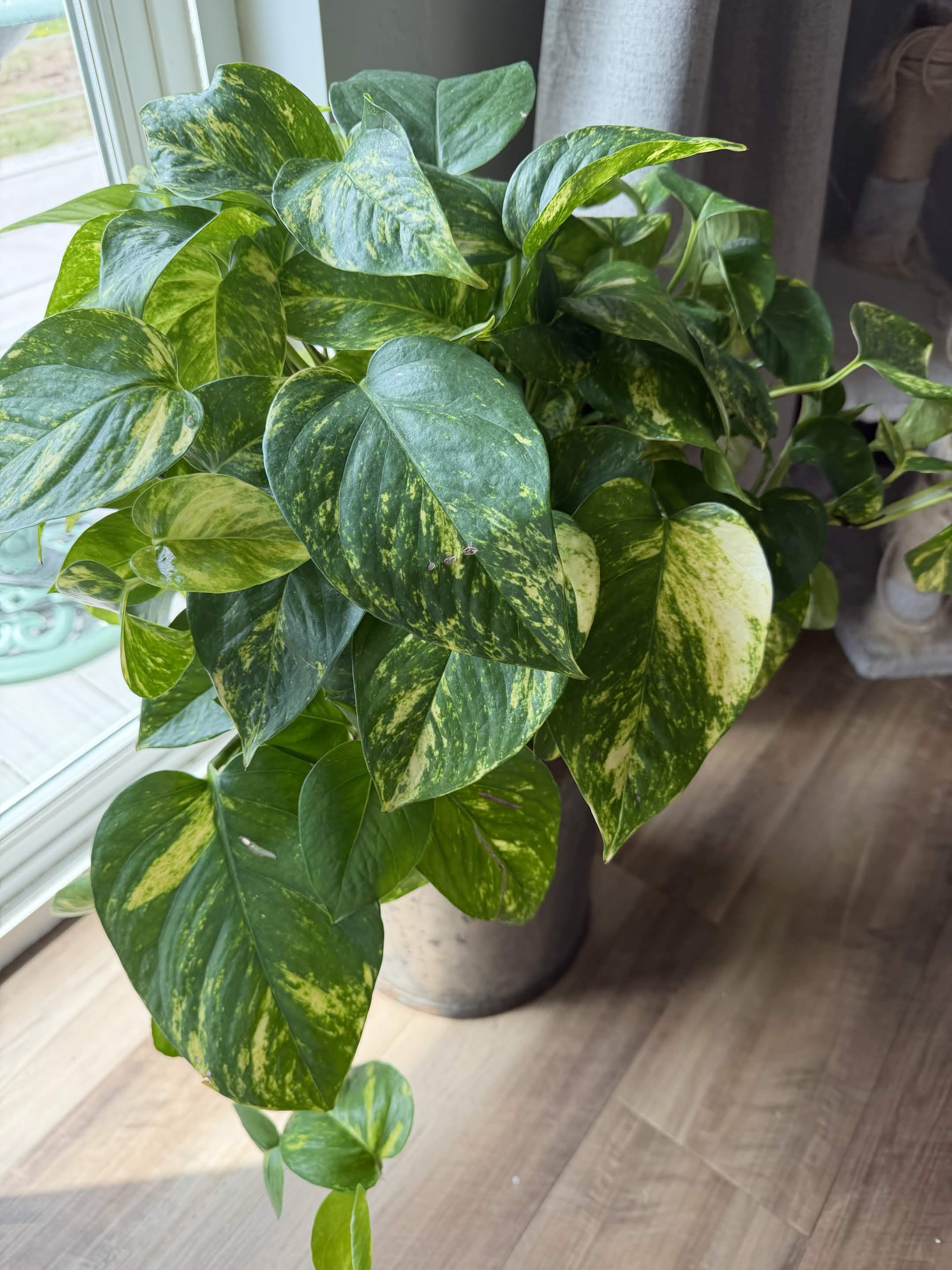 Green Plant 09